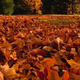 Illustration for article titled Shooting Challenge Fall Leaves Gallery 7